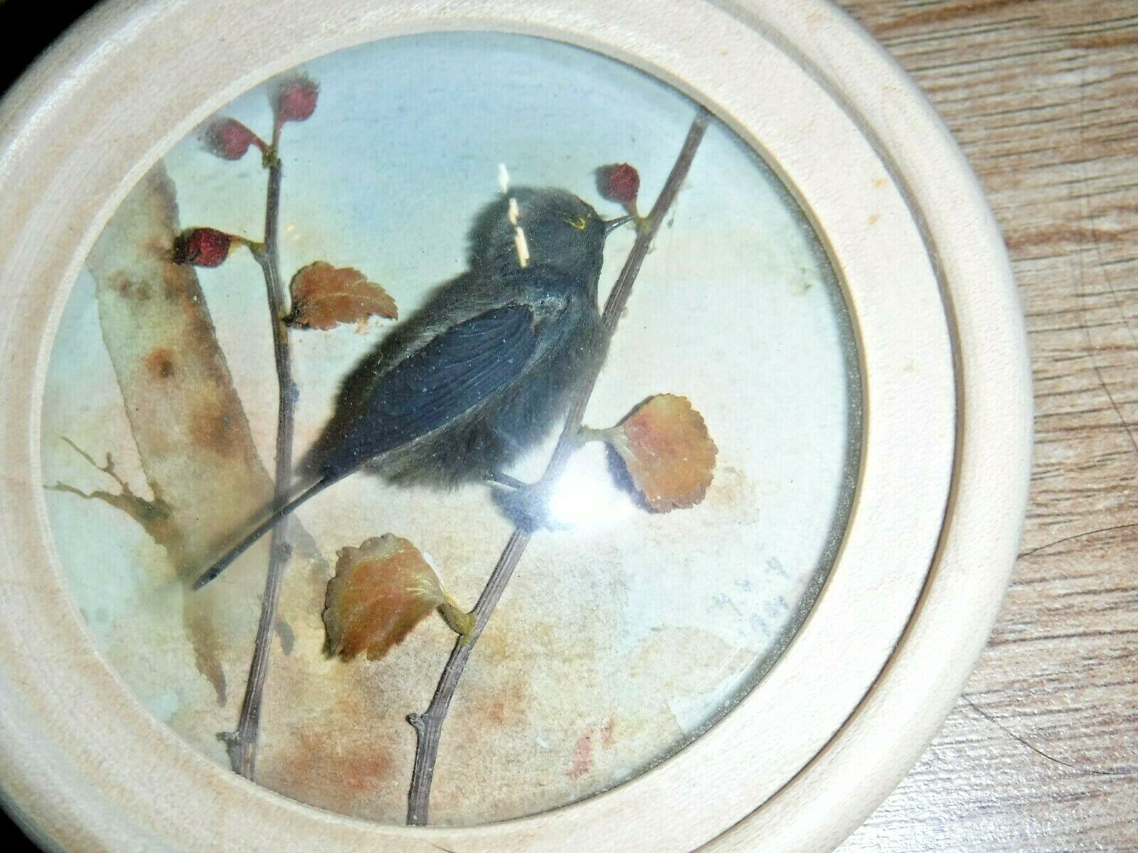 Blackbird (Version 2)
