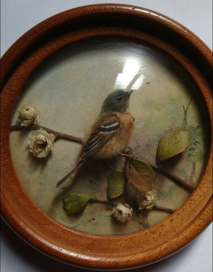 Brambling