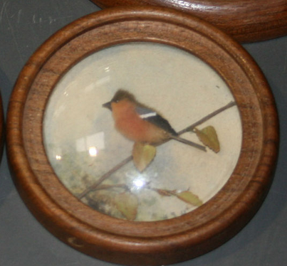 Bullfinch (Version 2)