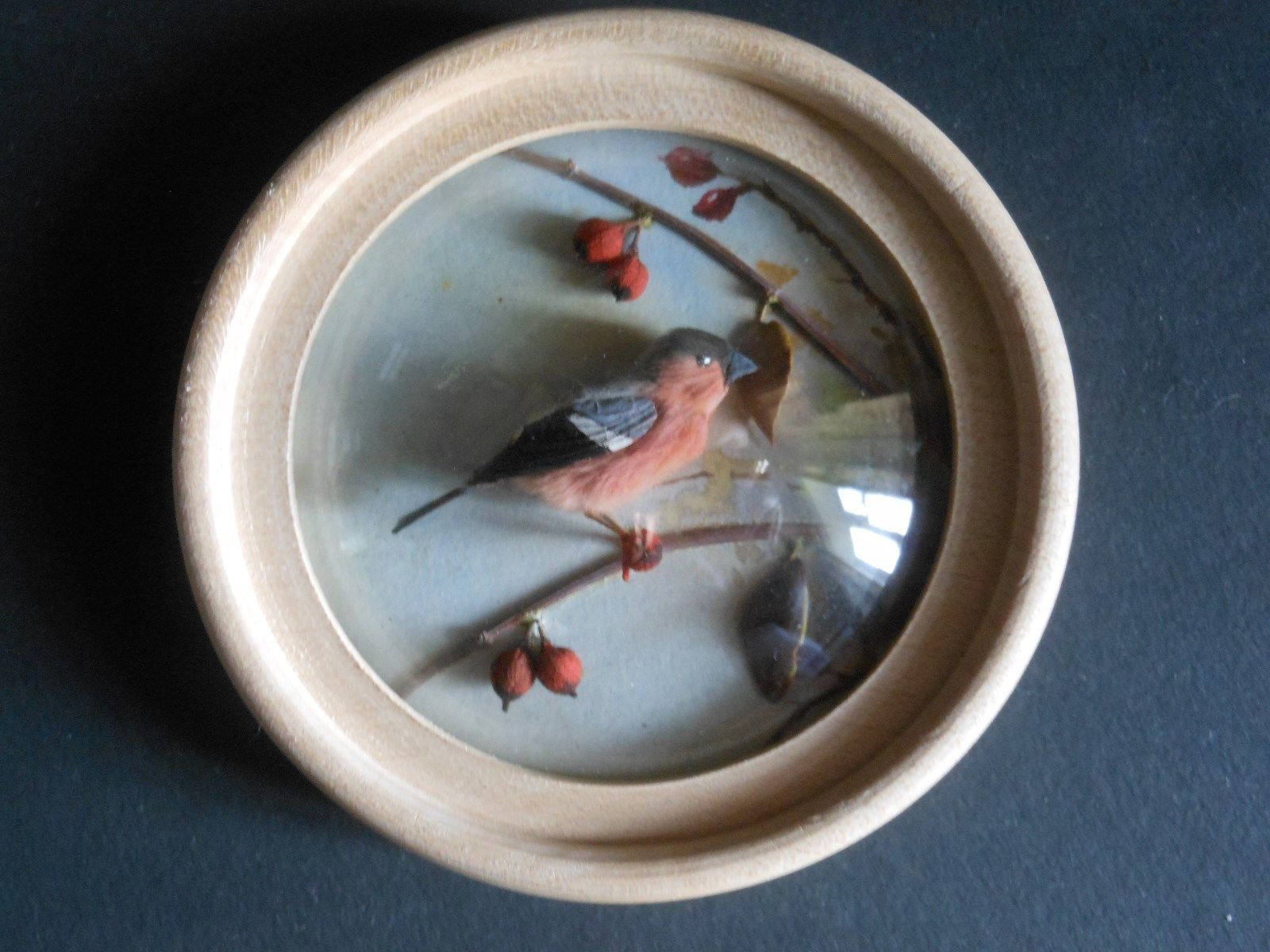 Bullfinch (Version 3)