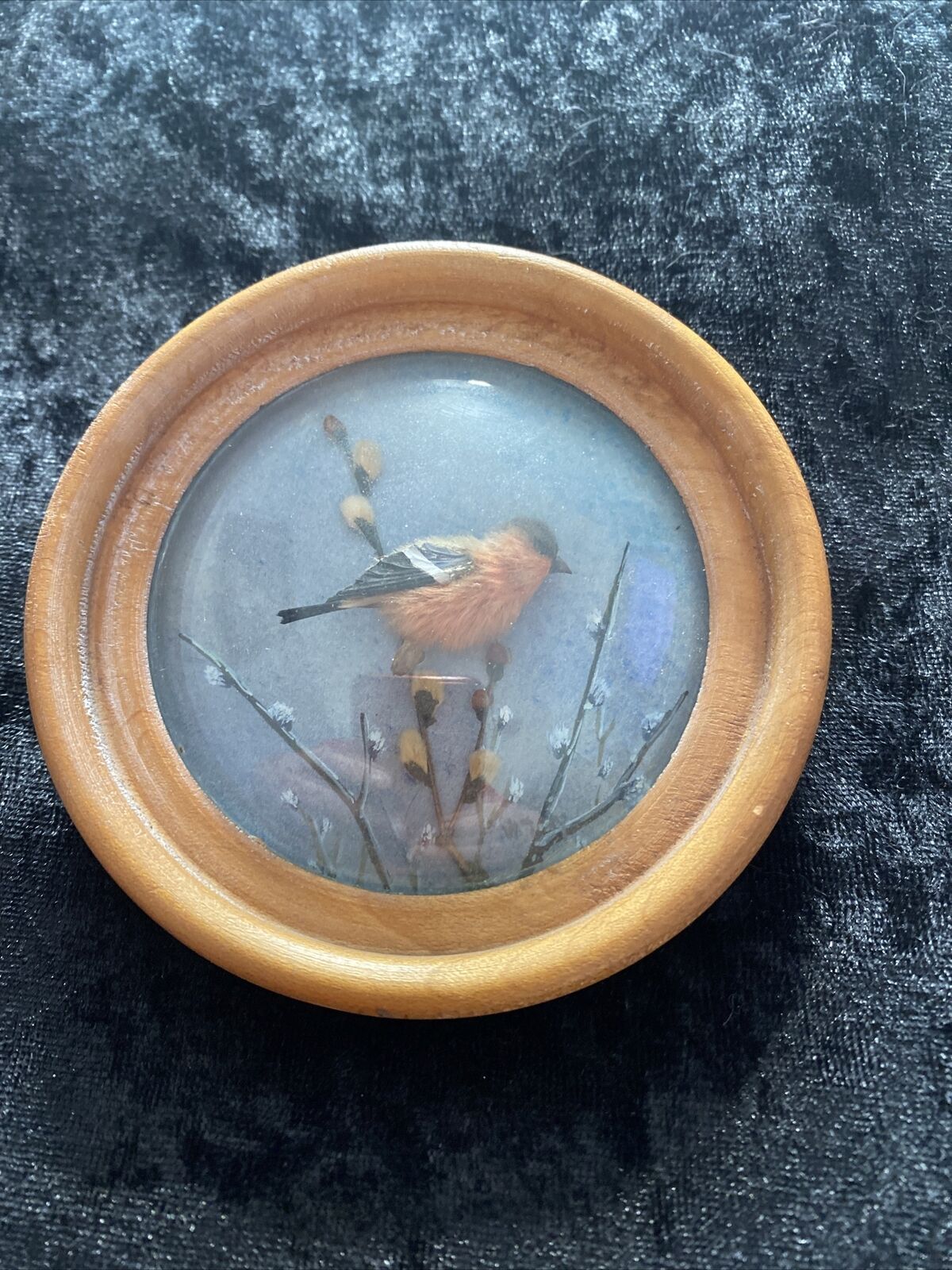 Bullfinch (Version 5)