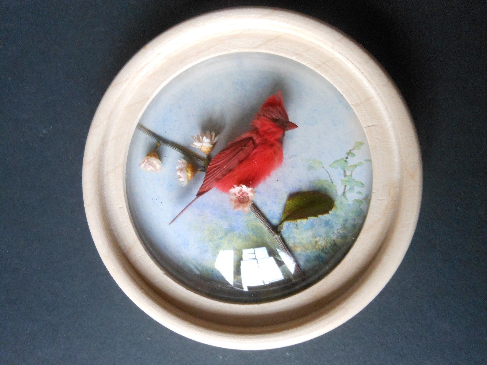 Cardinal