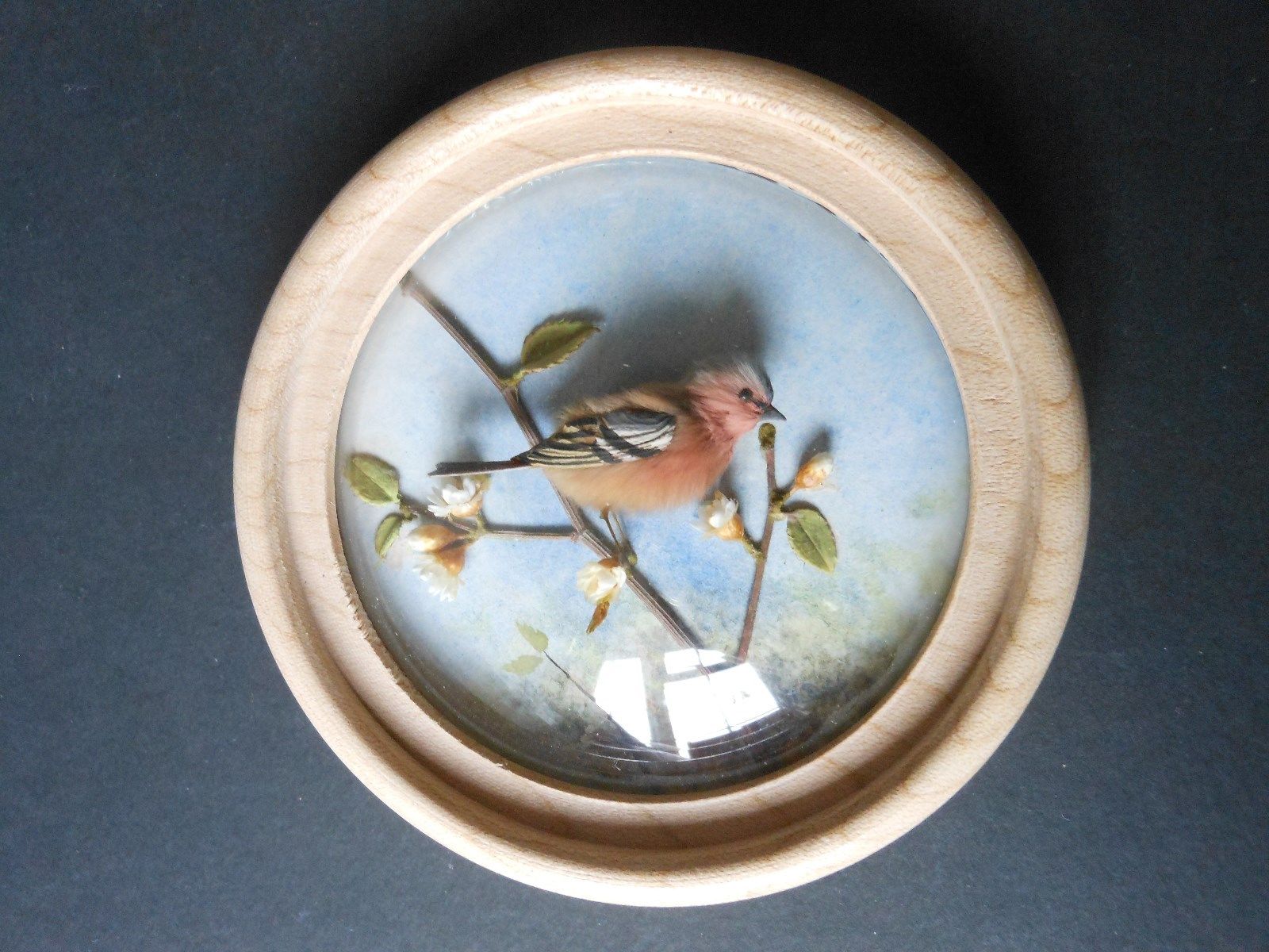 Chaffinch (Version 2)