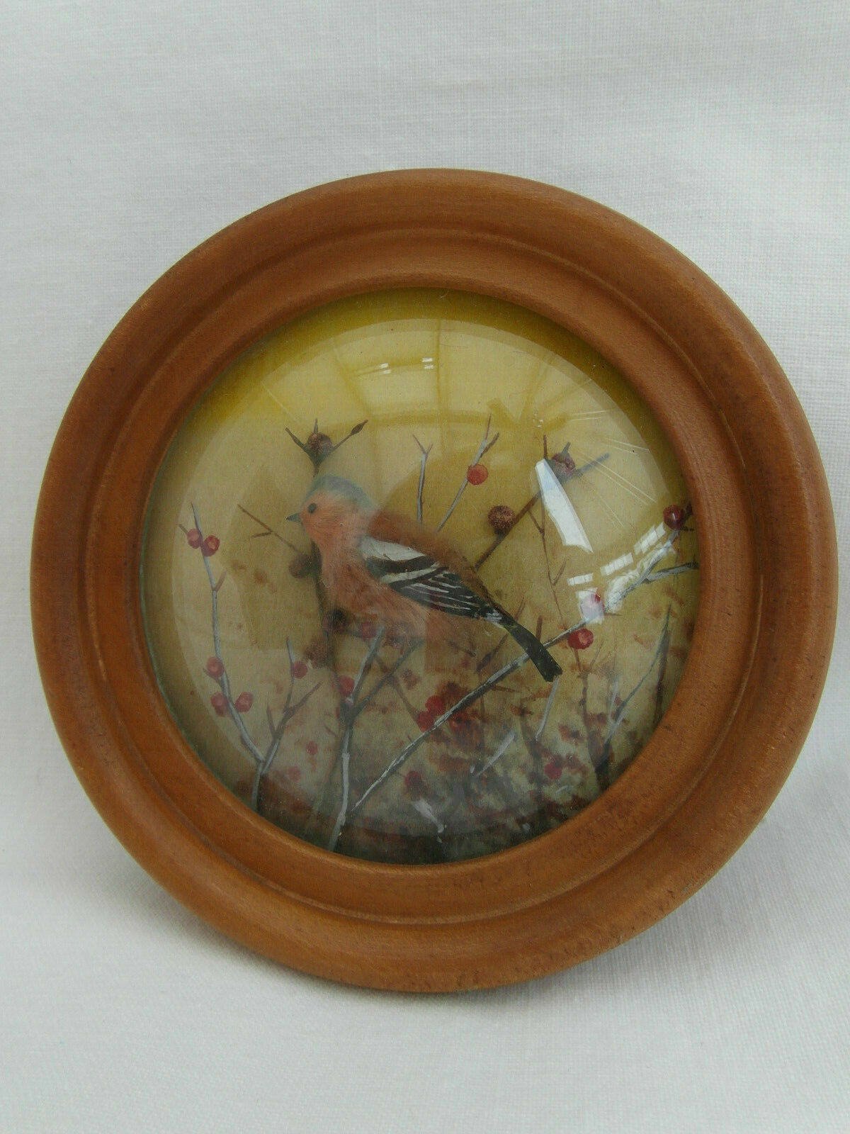 Chaffinch (Version 4)