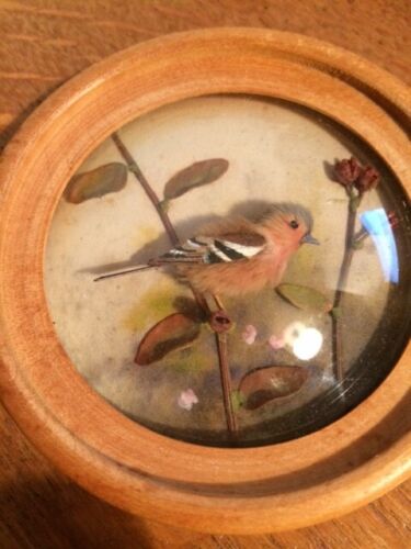 Chaffinch (Version 5)