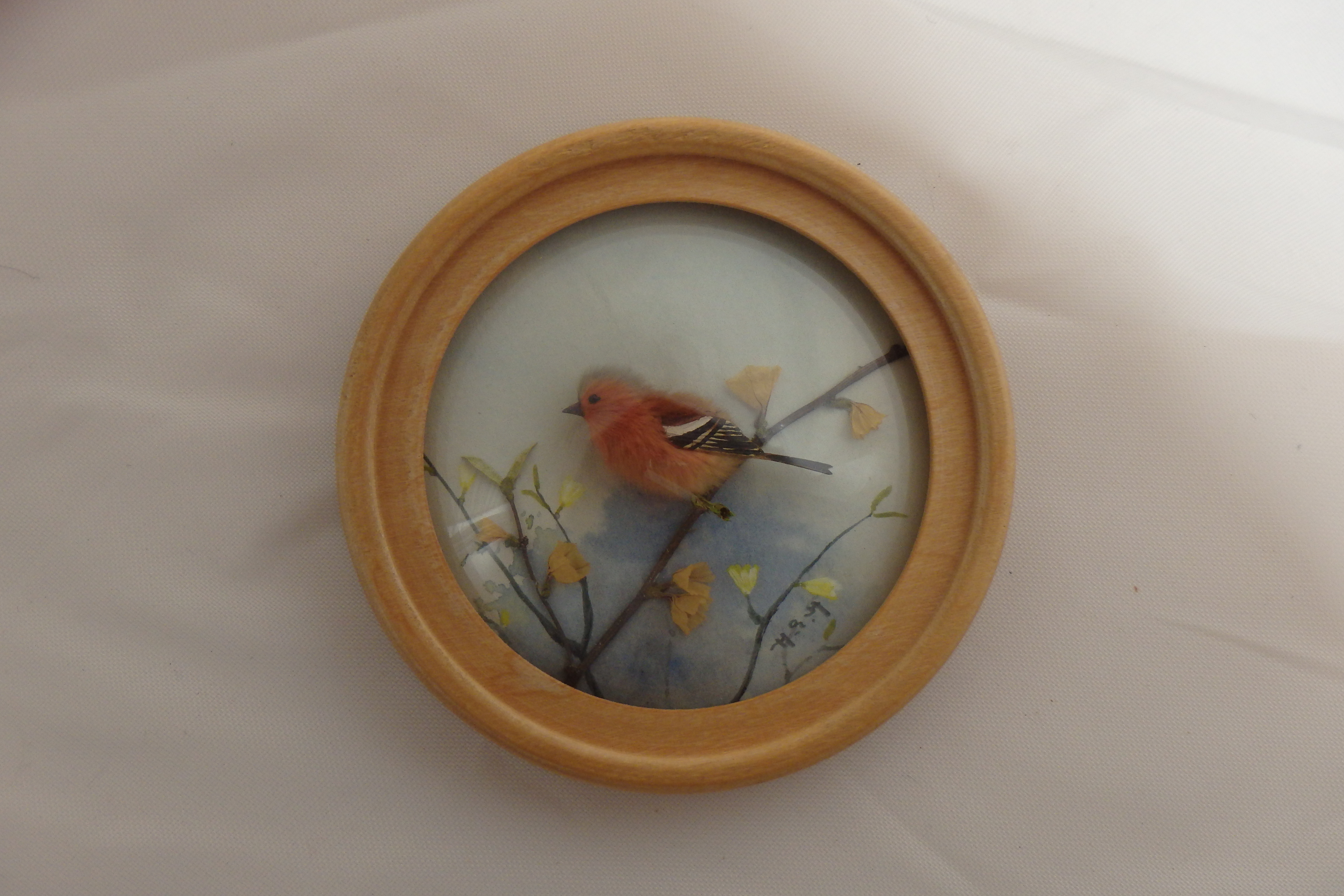 Chaffinch