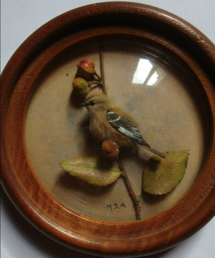 Firecrest