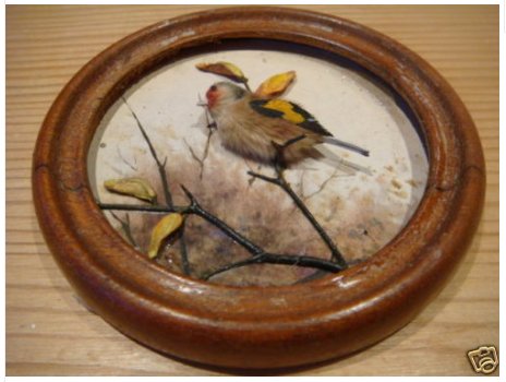 Goldfinch (Version 4)