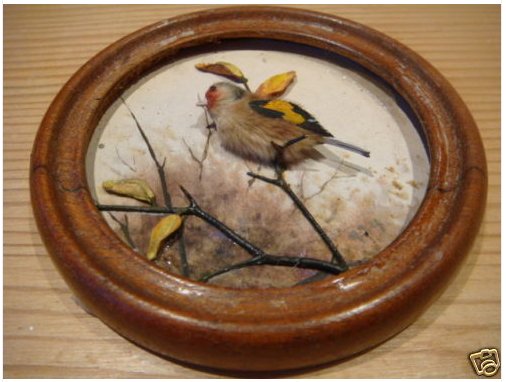 Goldfinch