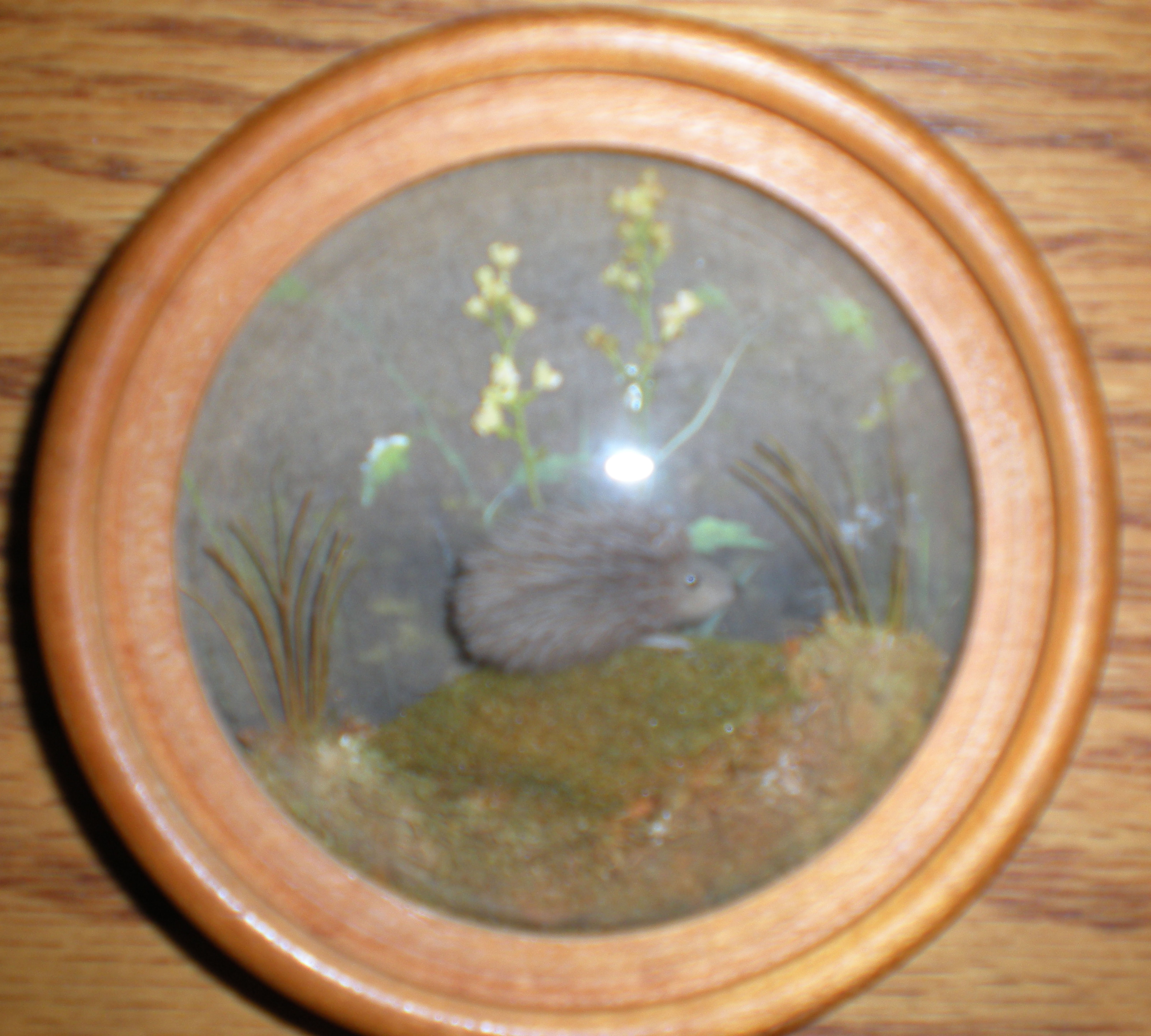 Hedgehog (Version 2)