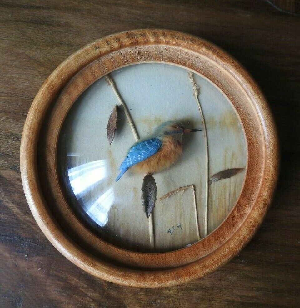 Kingfisher (Version 6)