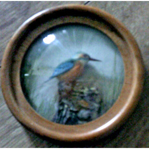 Kingfisher (Version 7)