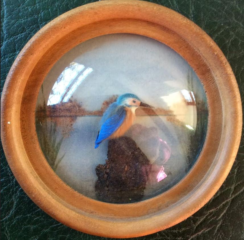 Kingfisher