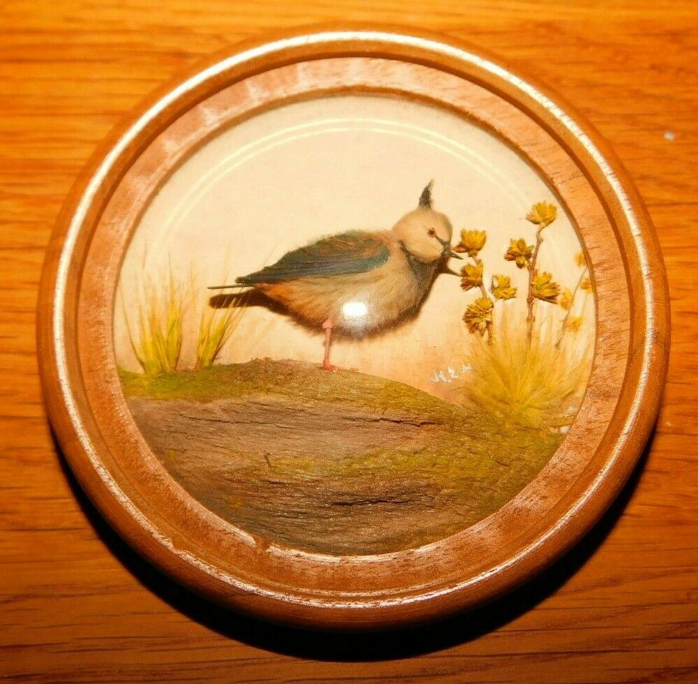Lapwing
