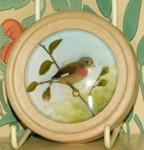 Linnet (Version 3)