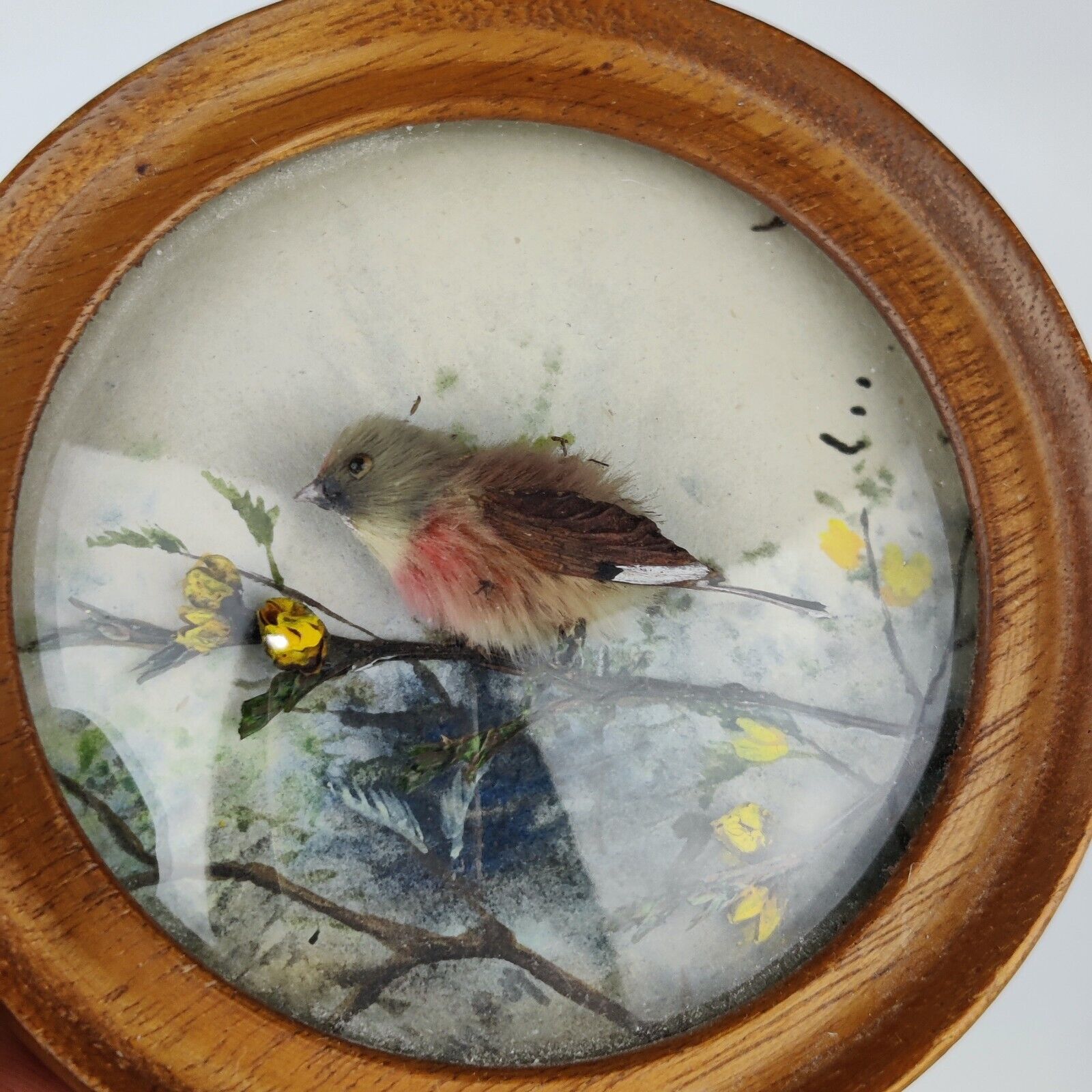 Linnet (Version 5)