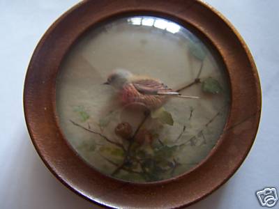 Linnet