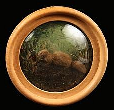 Mink