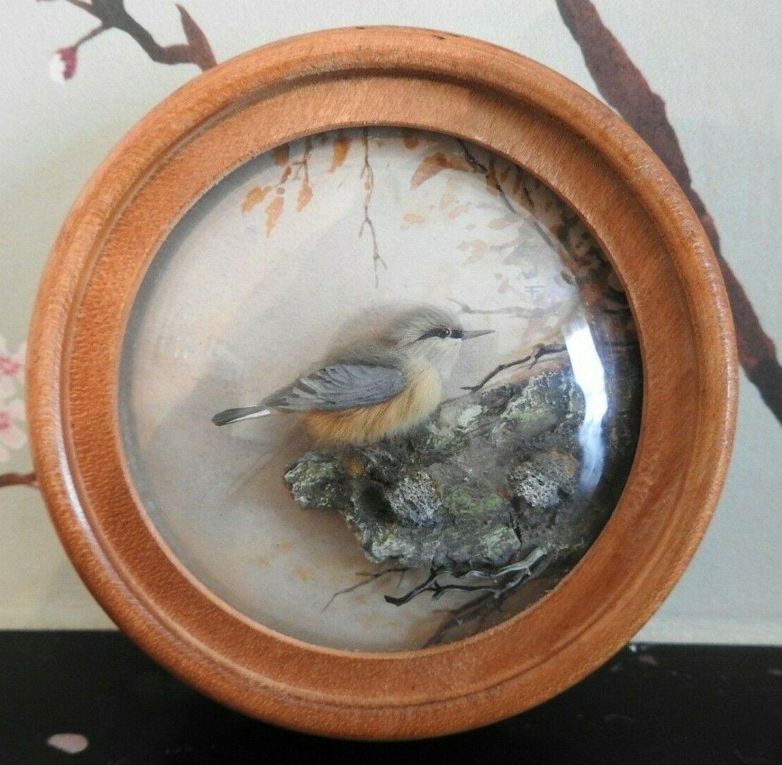 Nuthatch (Version 2)