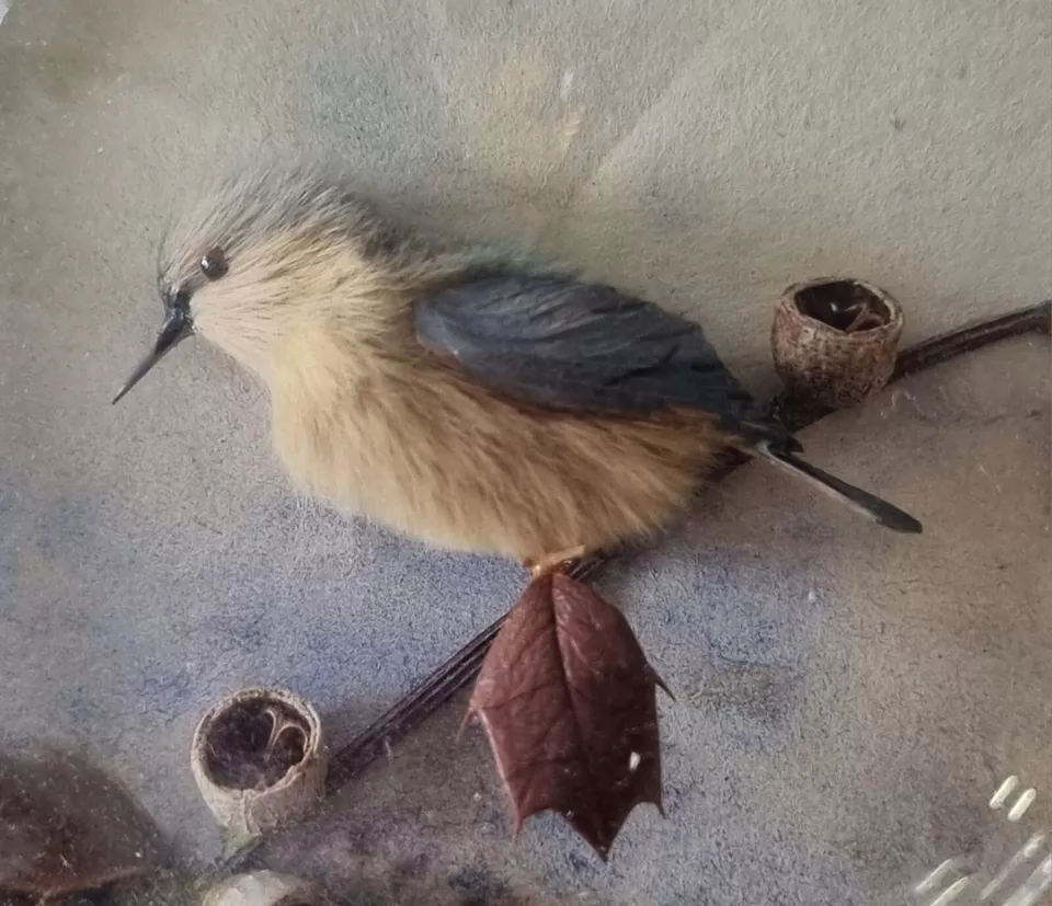 Nuthatch (Version 4)