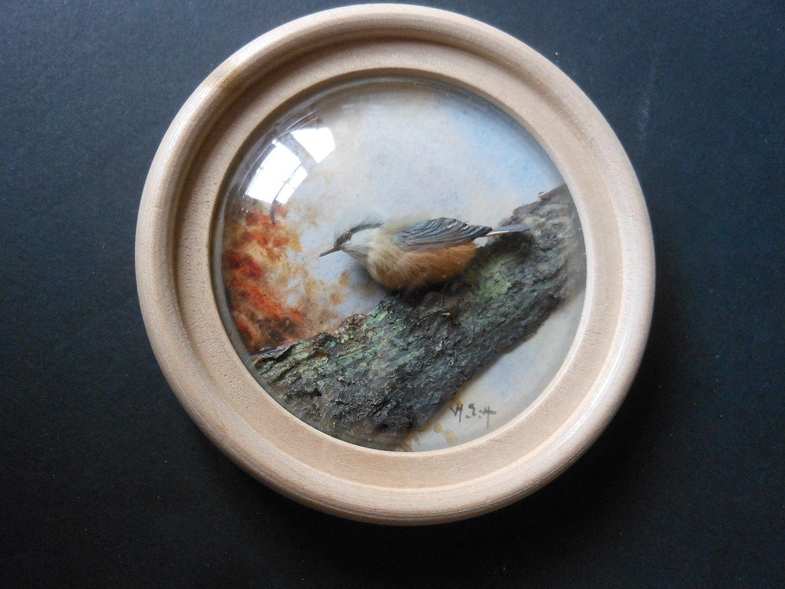 Nuthatch