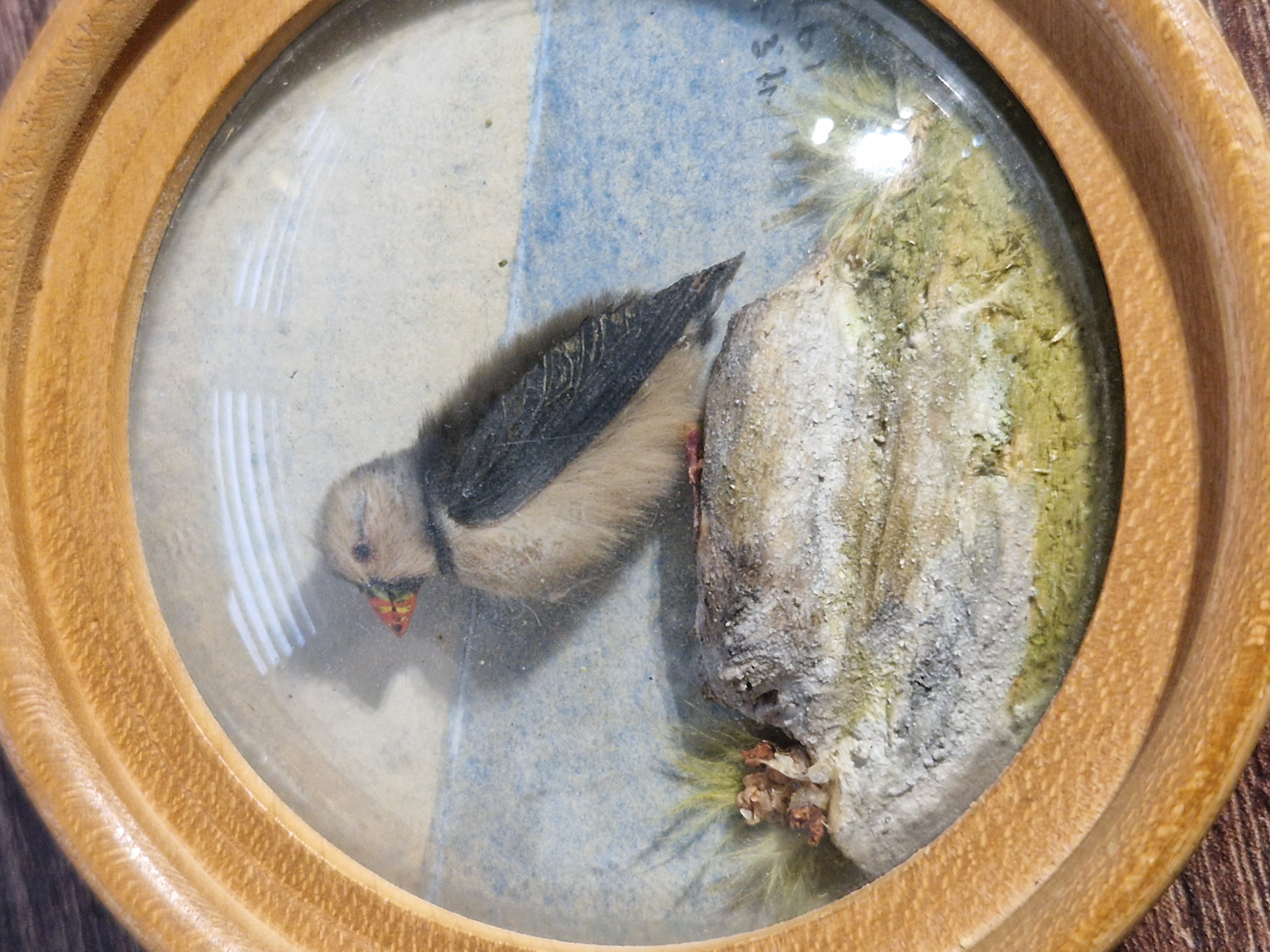 Puffin
