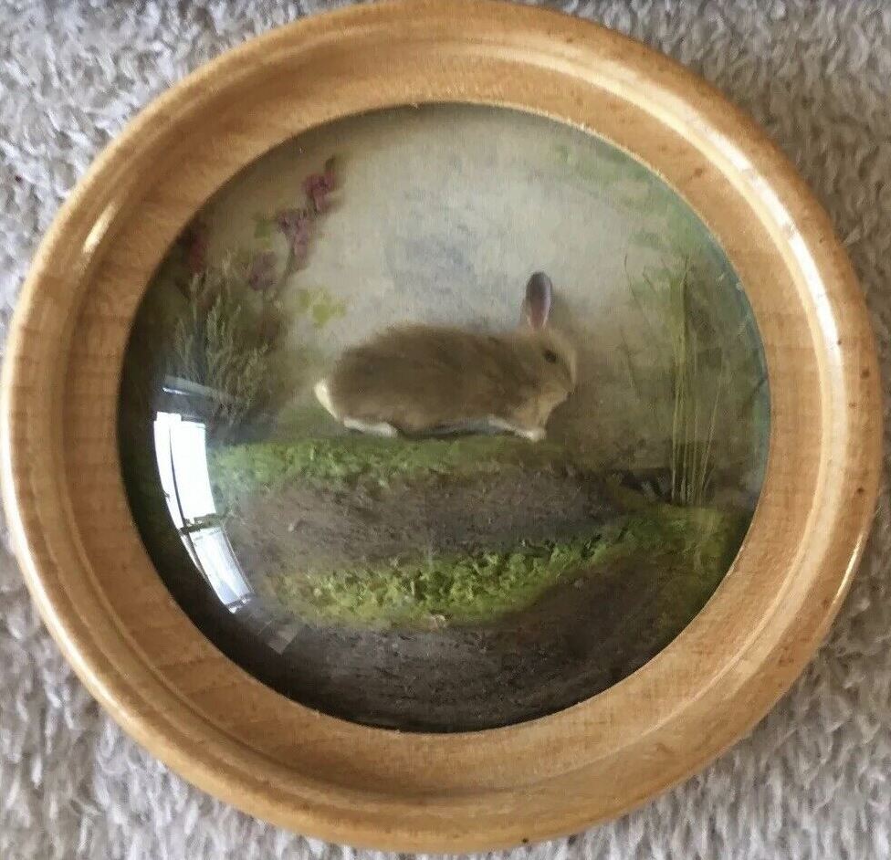 Rabbit (Version 4)
