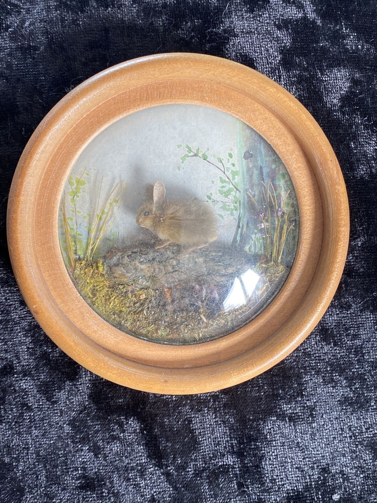 Rabbit (Version 5)