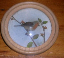 Robin (Version 4)