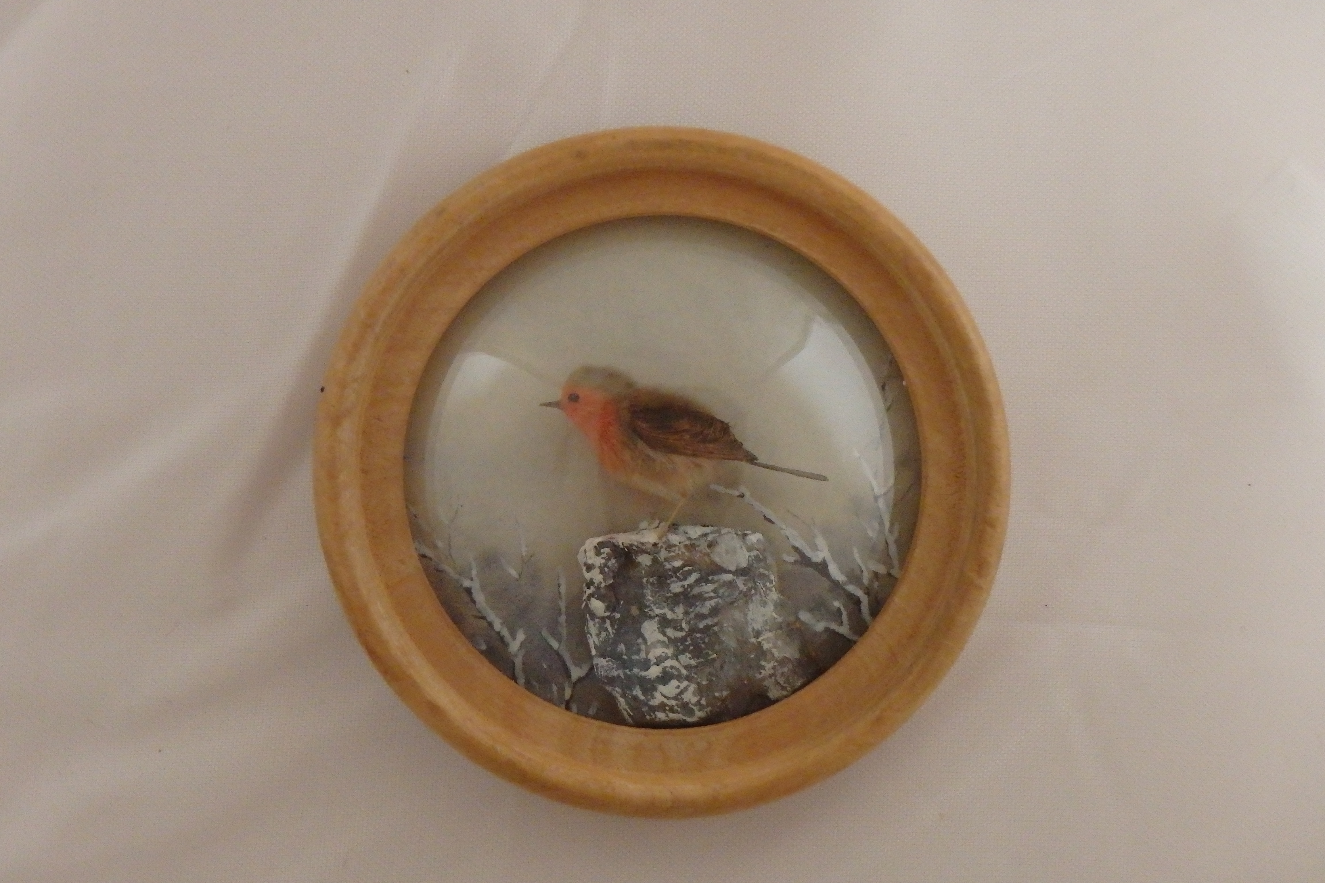 Robin (Version 5)