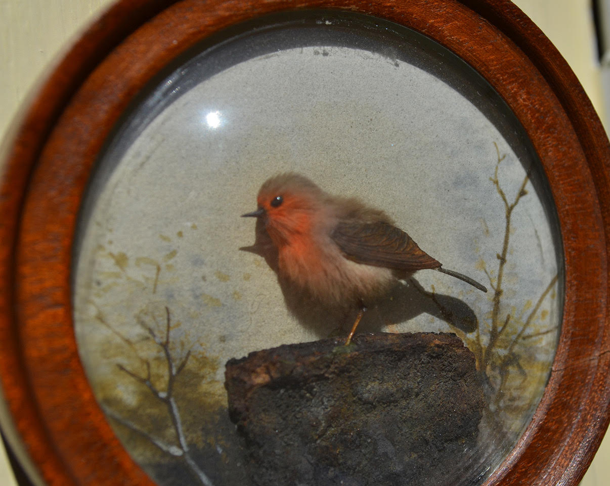 Robin (Version 8)