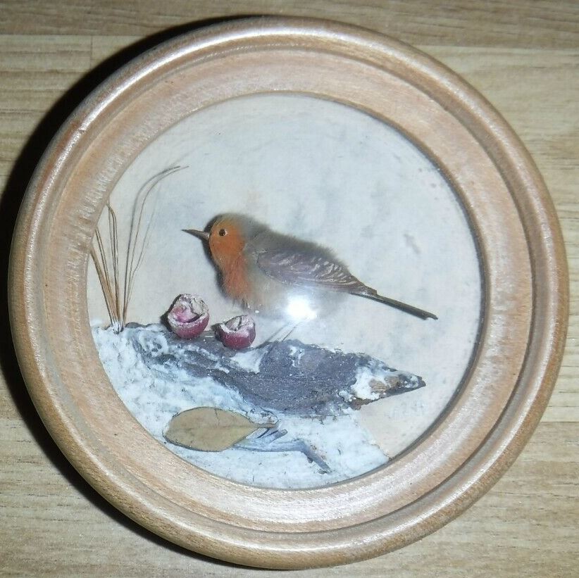Robin (Version 9)