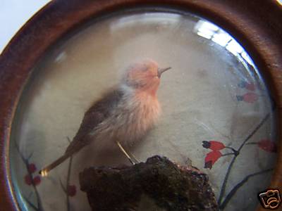 Robin