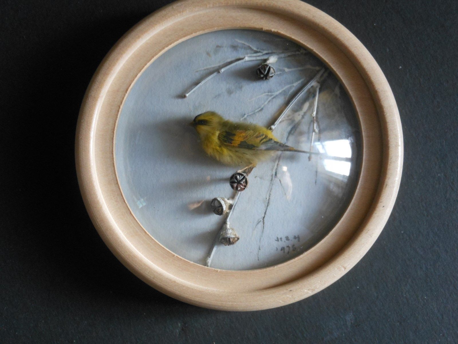 Siskin (Version 2)