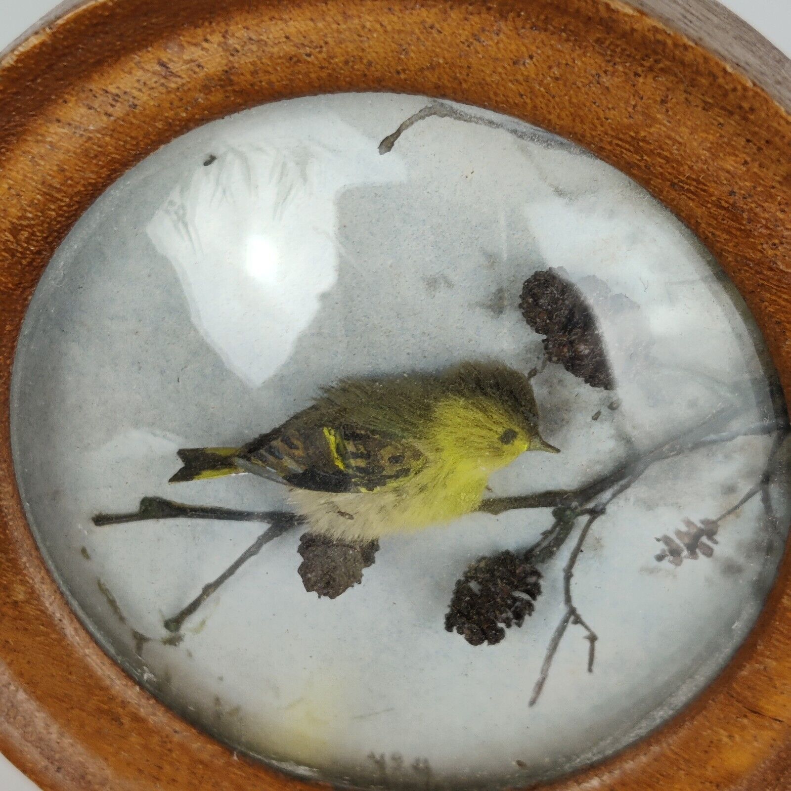 Siskin (Version 3)