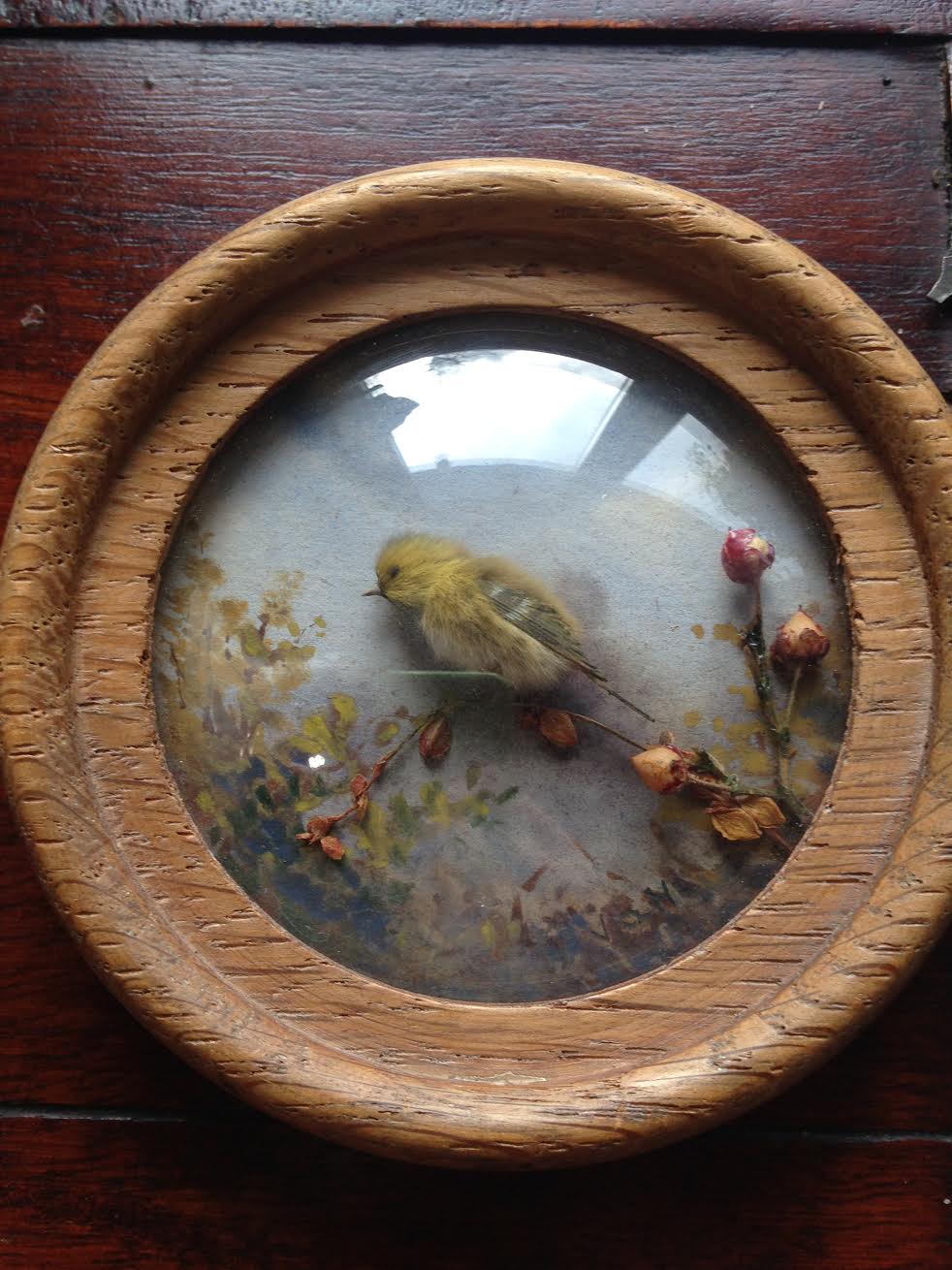 Siskin