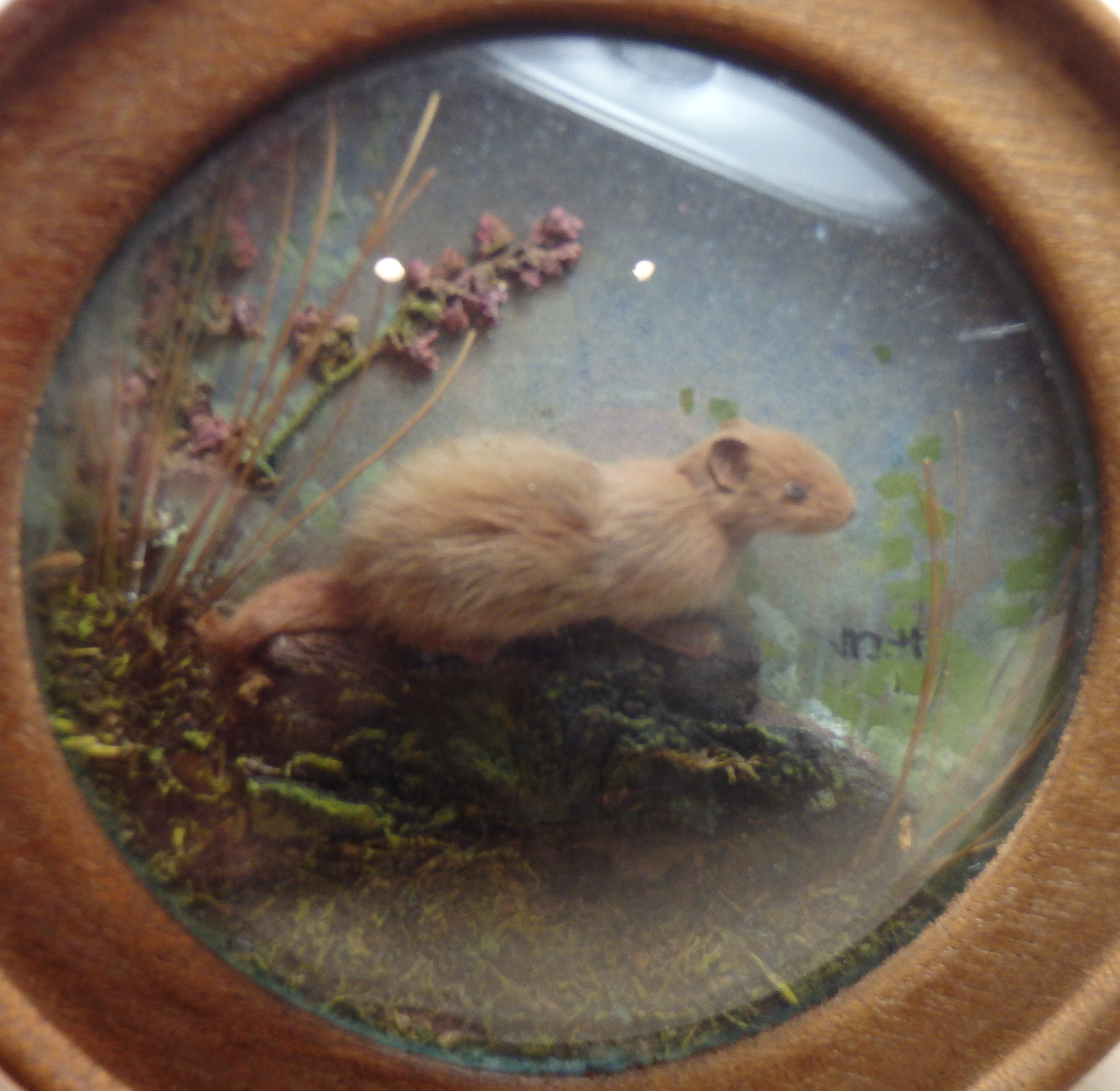 Weasel