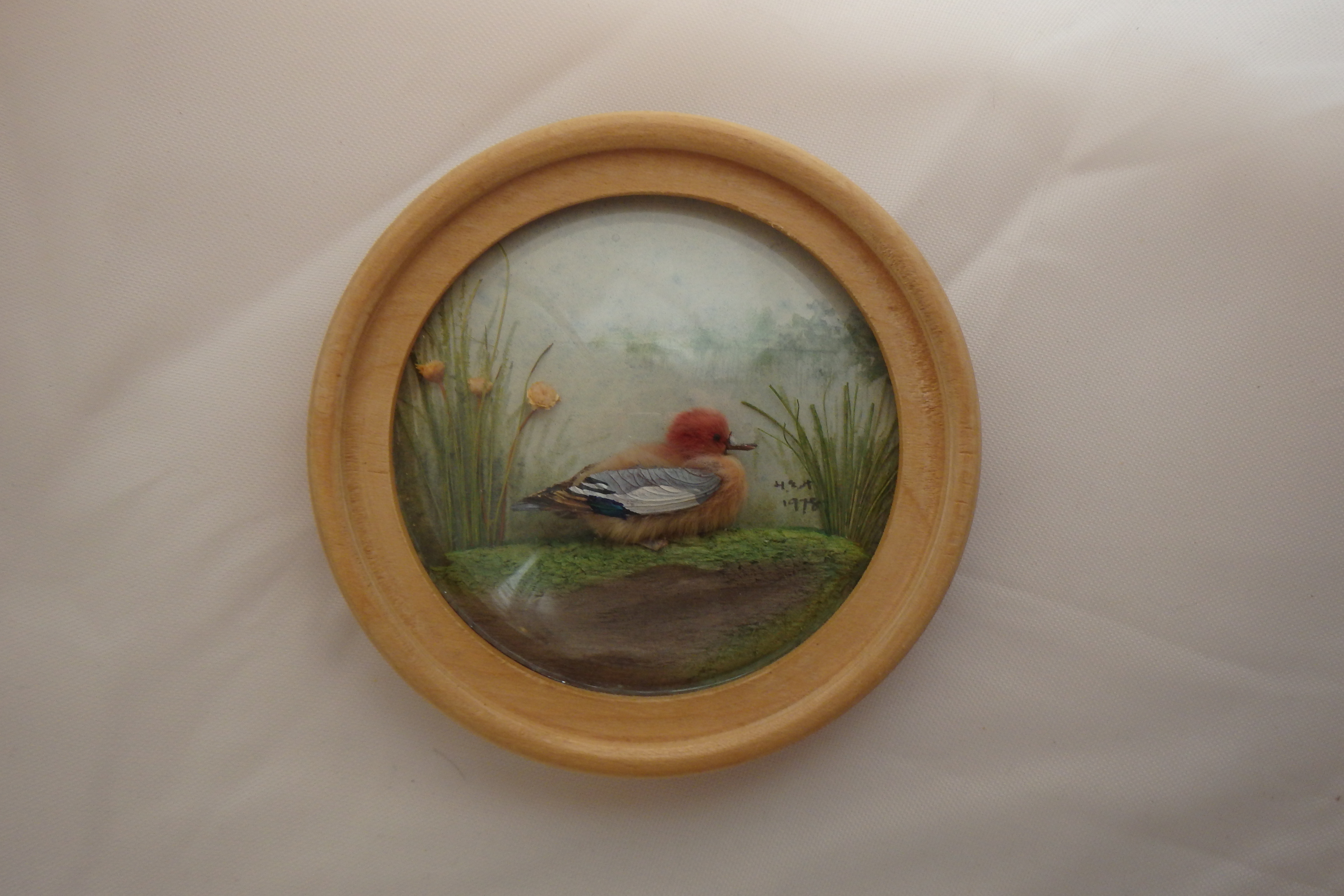 Wigeon