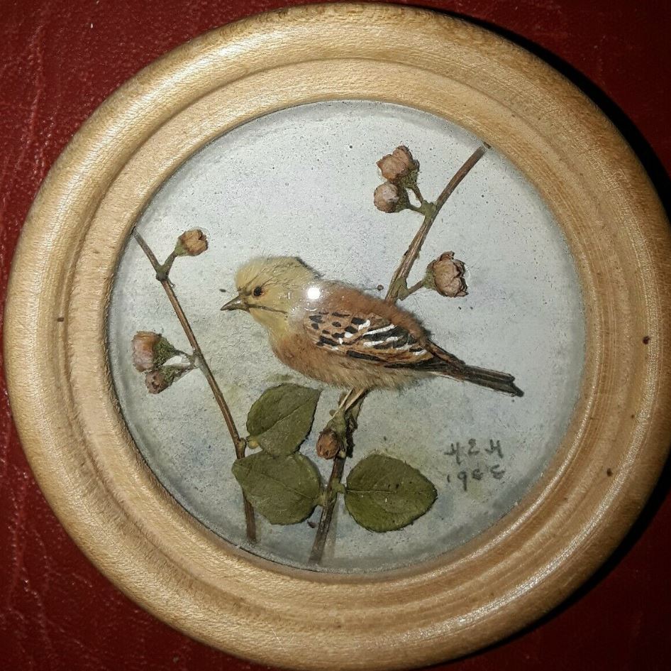 Yellowhammer (Version 3)